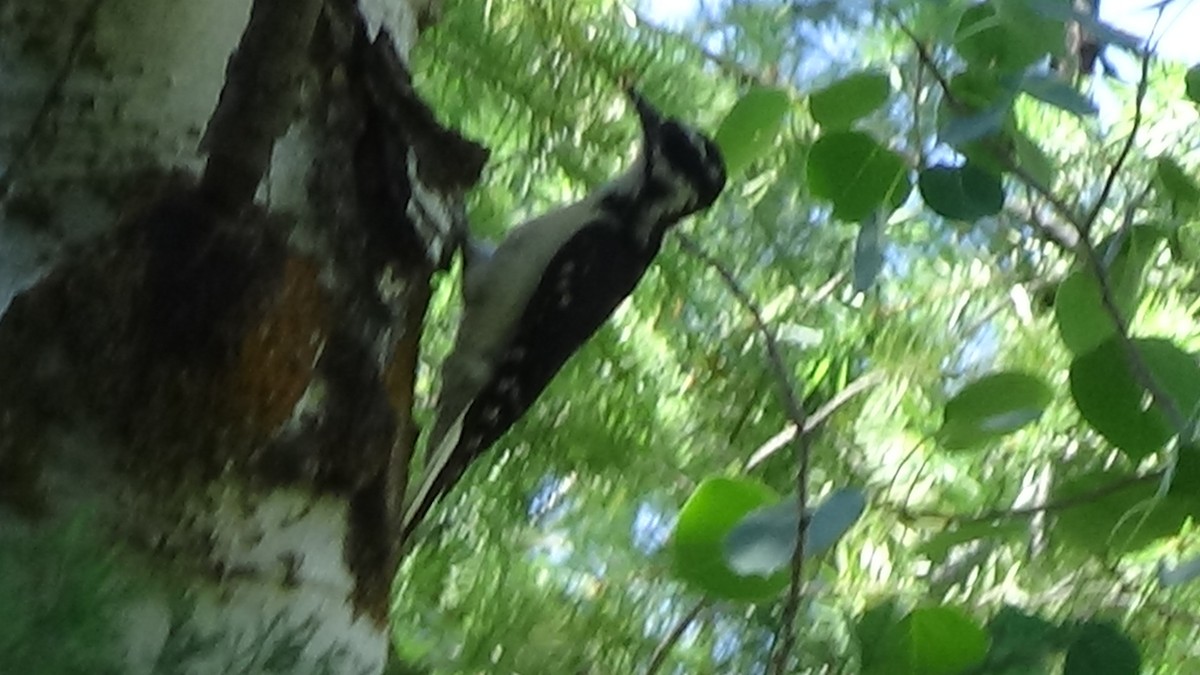 Hairy Woodpecker - ML620838168
