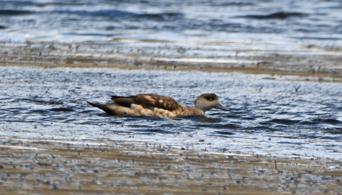Crested Duck - ML620838174