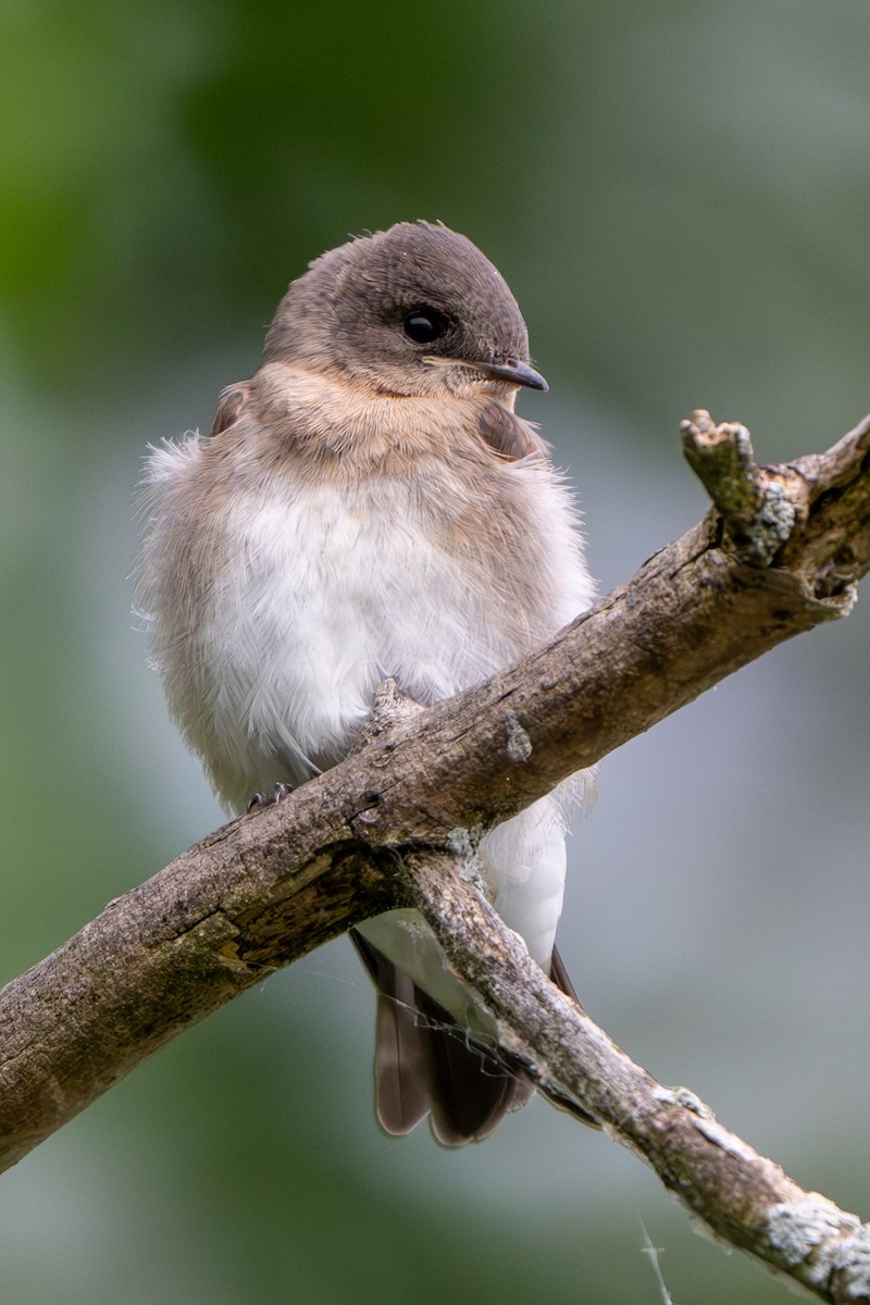 Northern Rough-winged Swallow - ML620838175