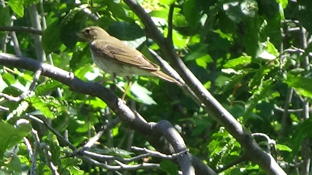Swainson's Thrush - ML620838177