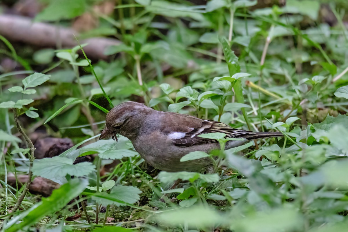 Common Chaffinch - ML620838191