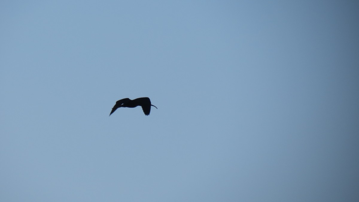 Glossy Ibis - ML620838195