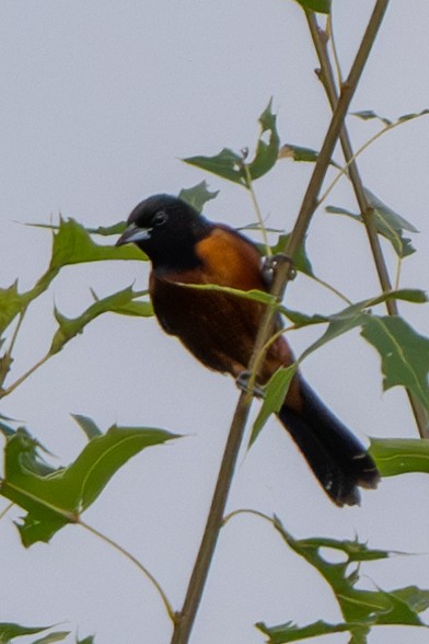 Orchard Oriole - ML620838201