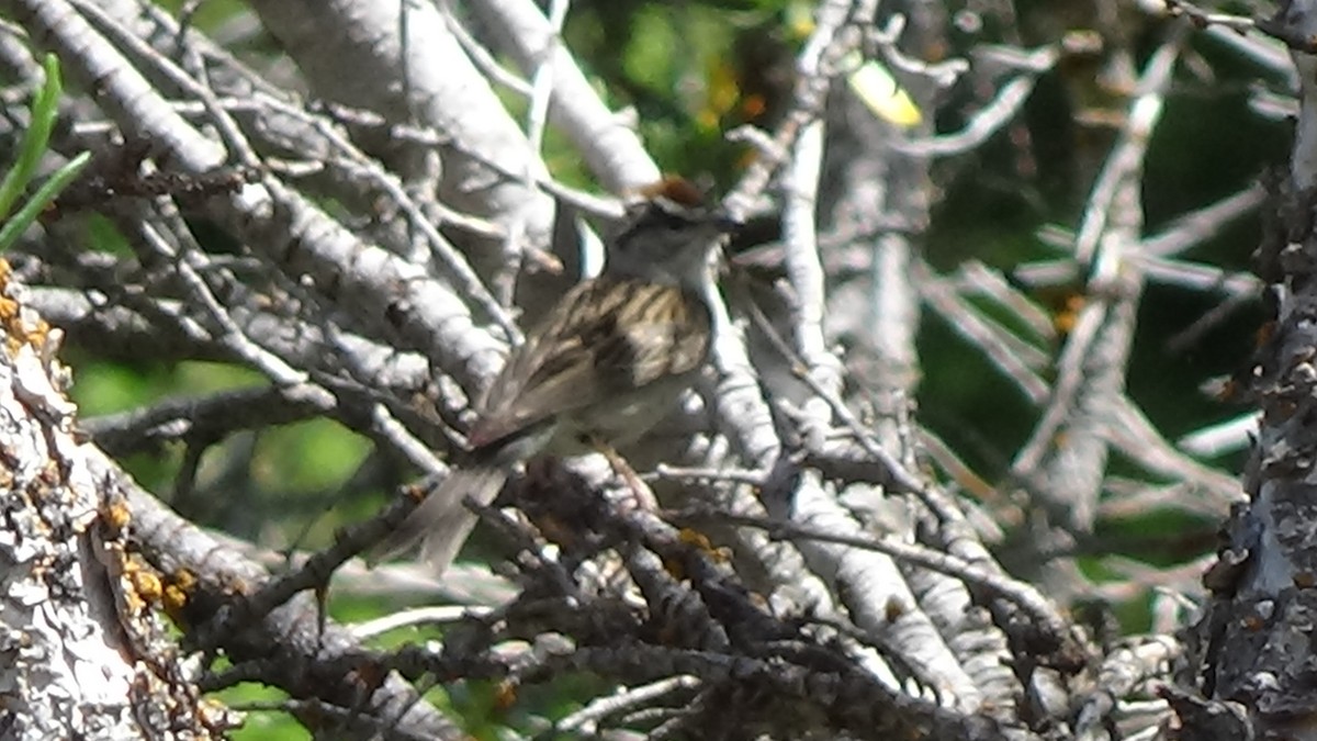 Chipping Sparrow - ML620838206
