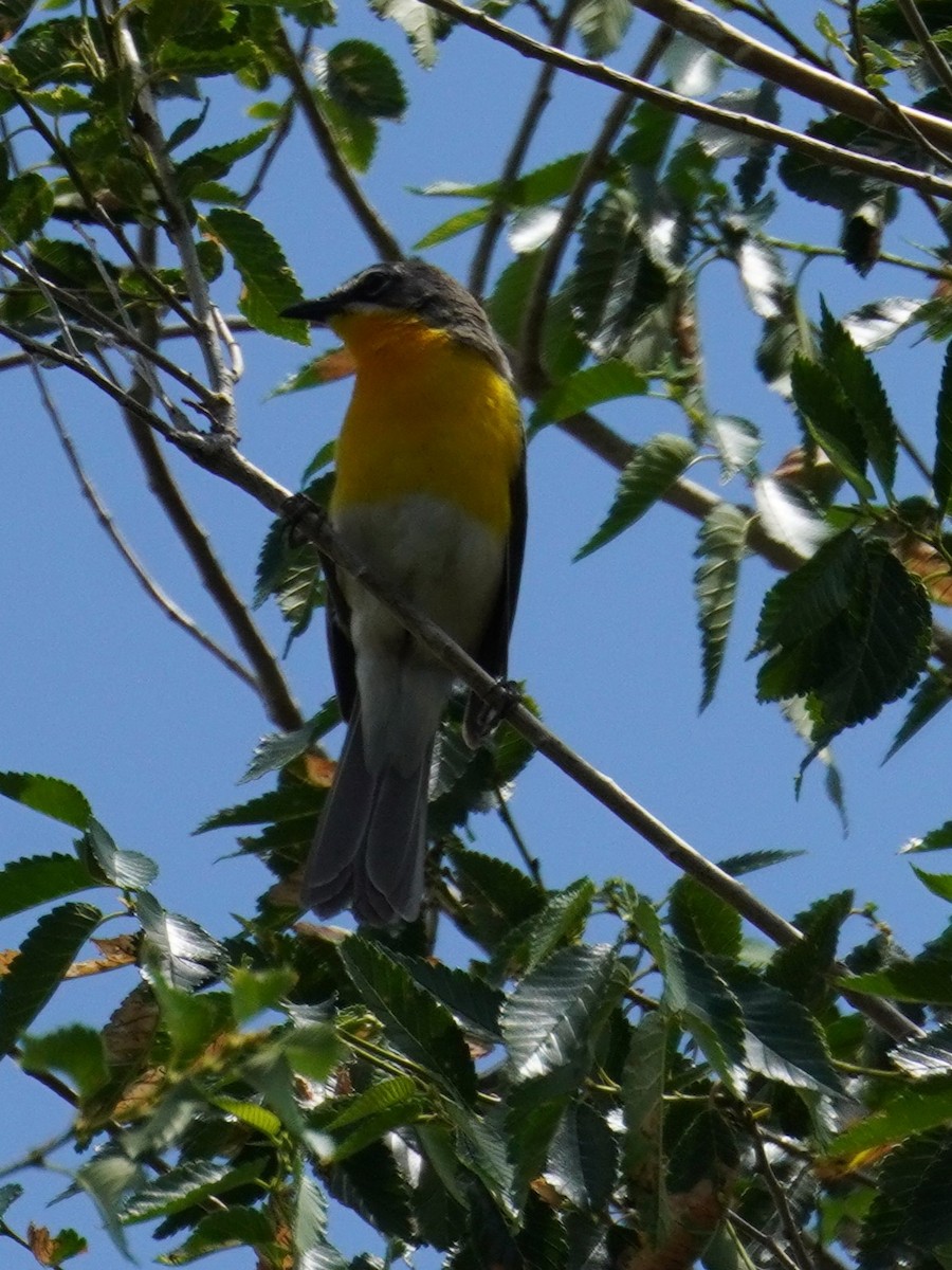 Yellow-breasted Chat - ML620838227