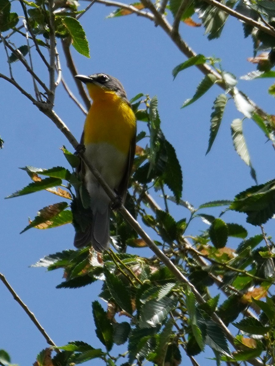 Yellow-breasted Chat - ML620838228