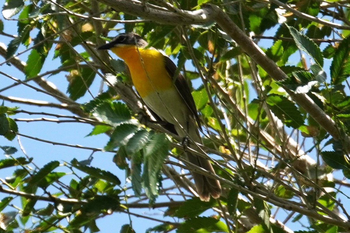 Yellow-breasted Chat - ML620838229
