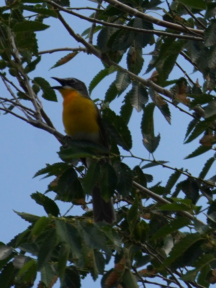 Yellow-breasted Chat - ML620838236