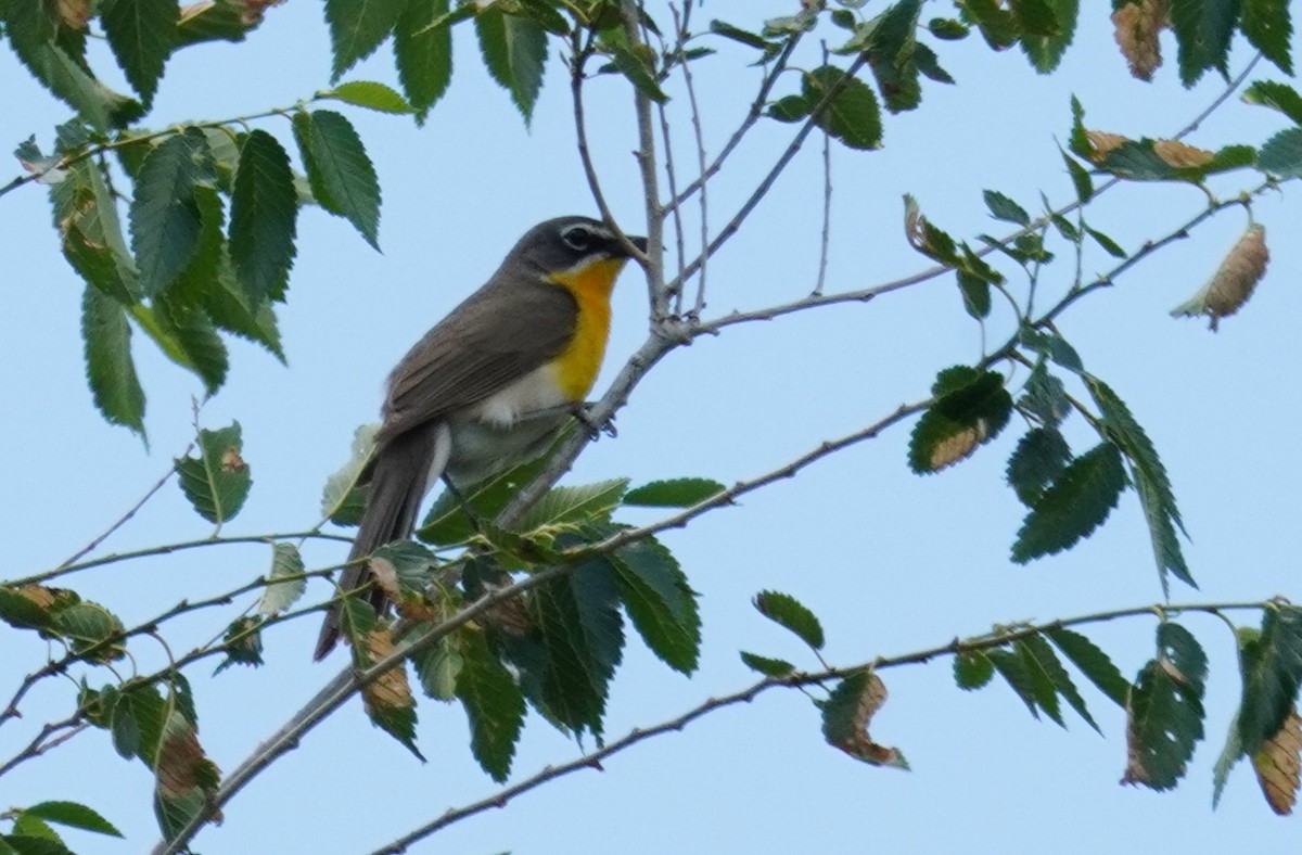 Yellow-breasted Chat - ML620838242