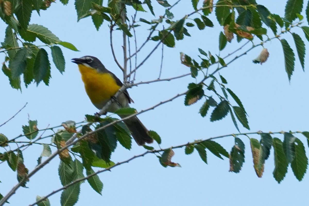 Yellow-breasted Chat - ML620838251