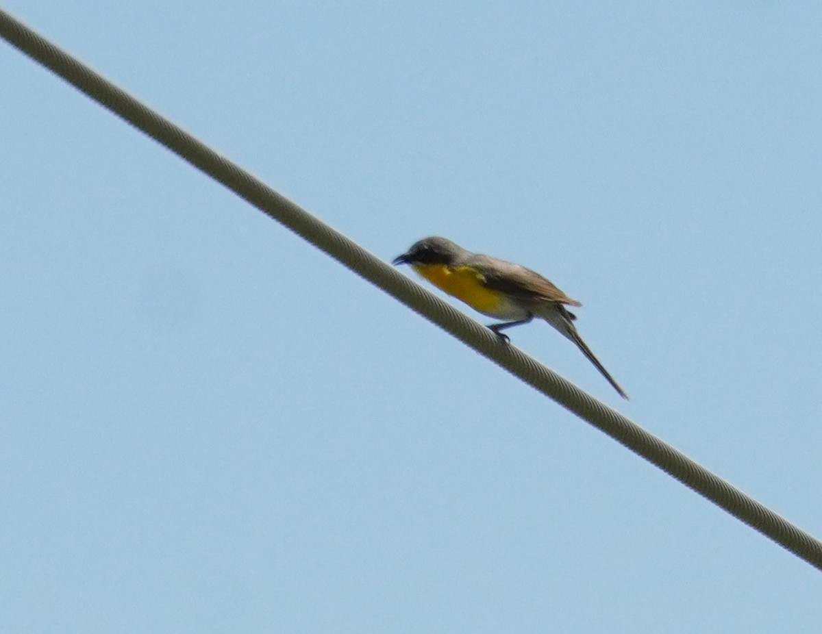 Yellow-breasted Chat - ML620838256