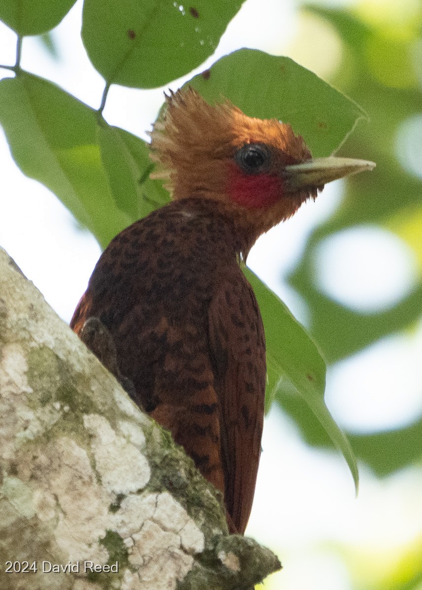 Chestnut-colored Woodpecker - ML620838257