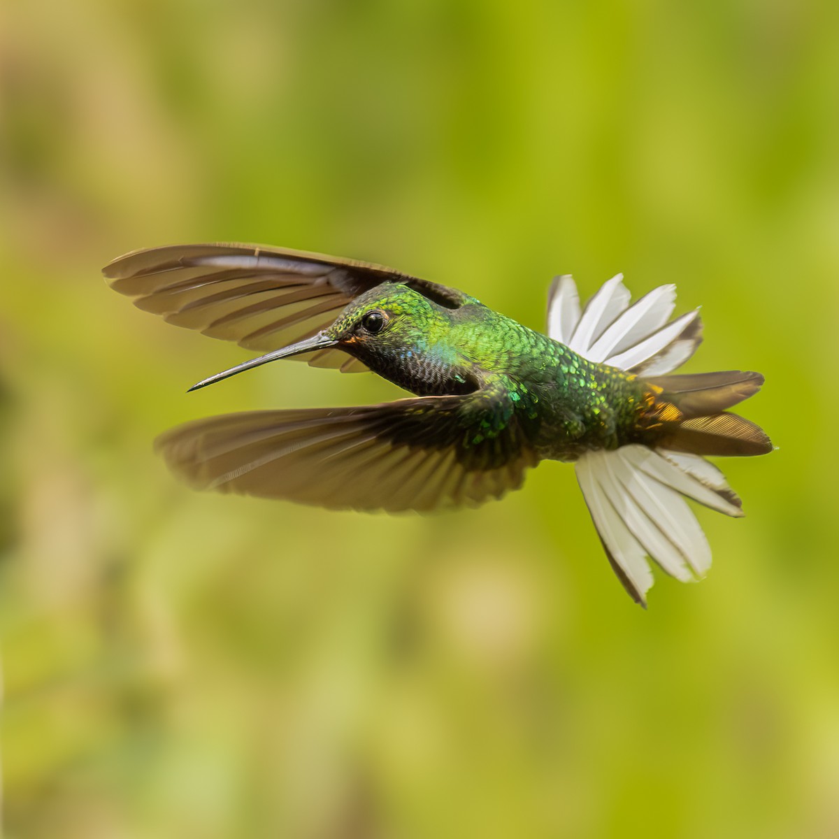 kolibřík zelenohřbetý - ML620838263