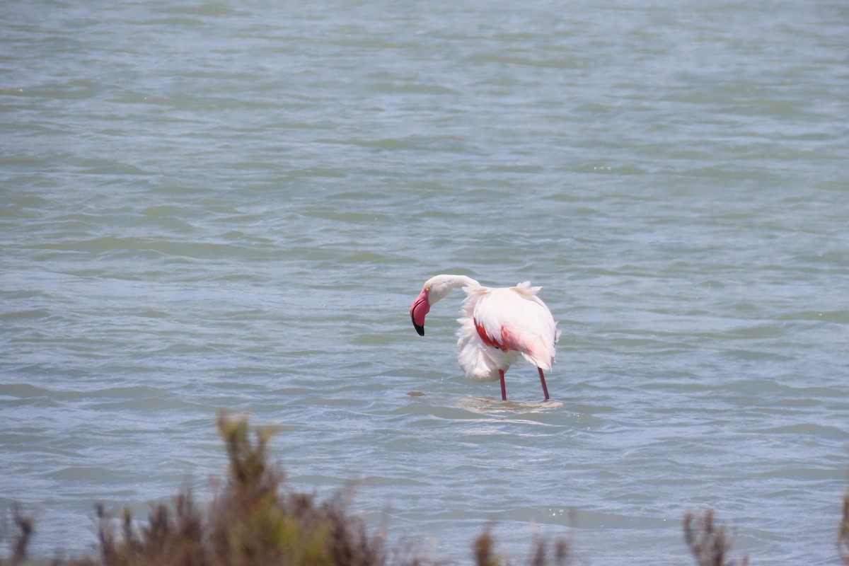 Greater Flamingo - ML620838281