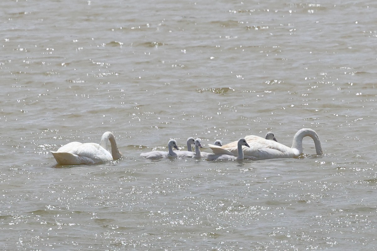 Trumpeter Swan - ML620838354