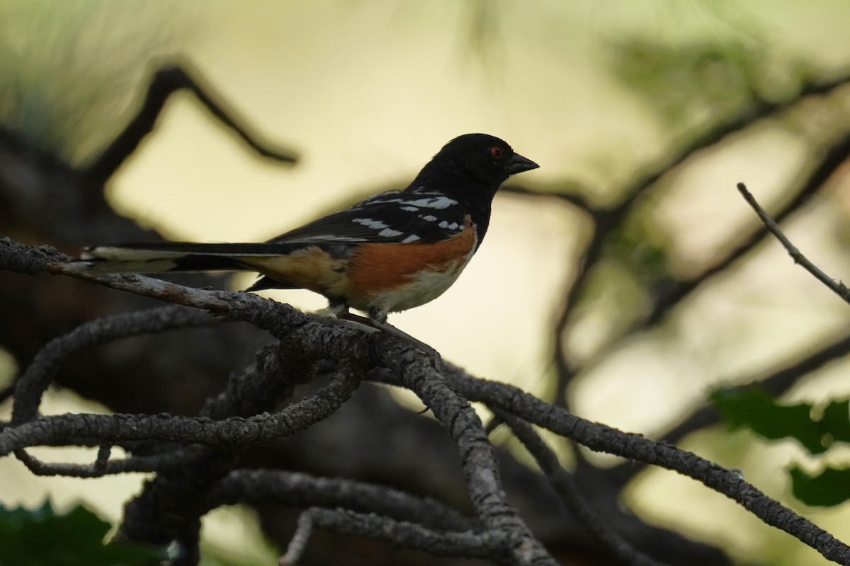 Spotted Towhee - ML620838363