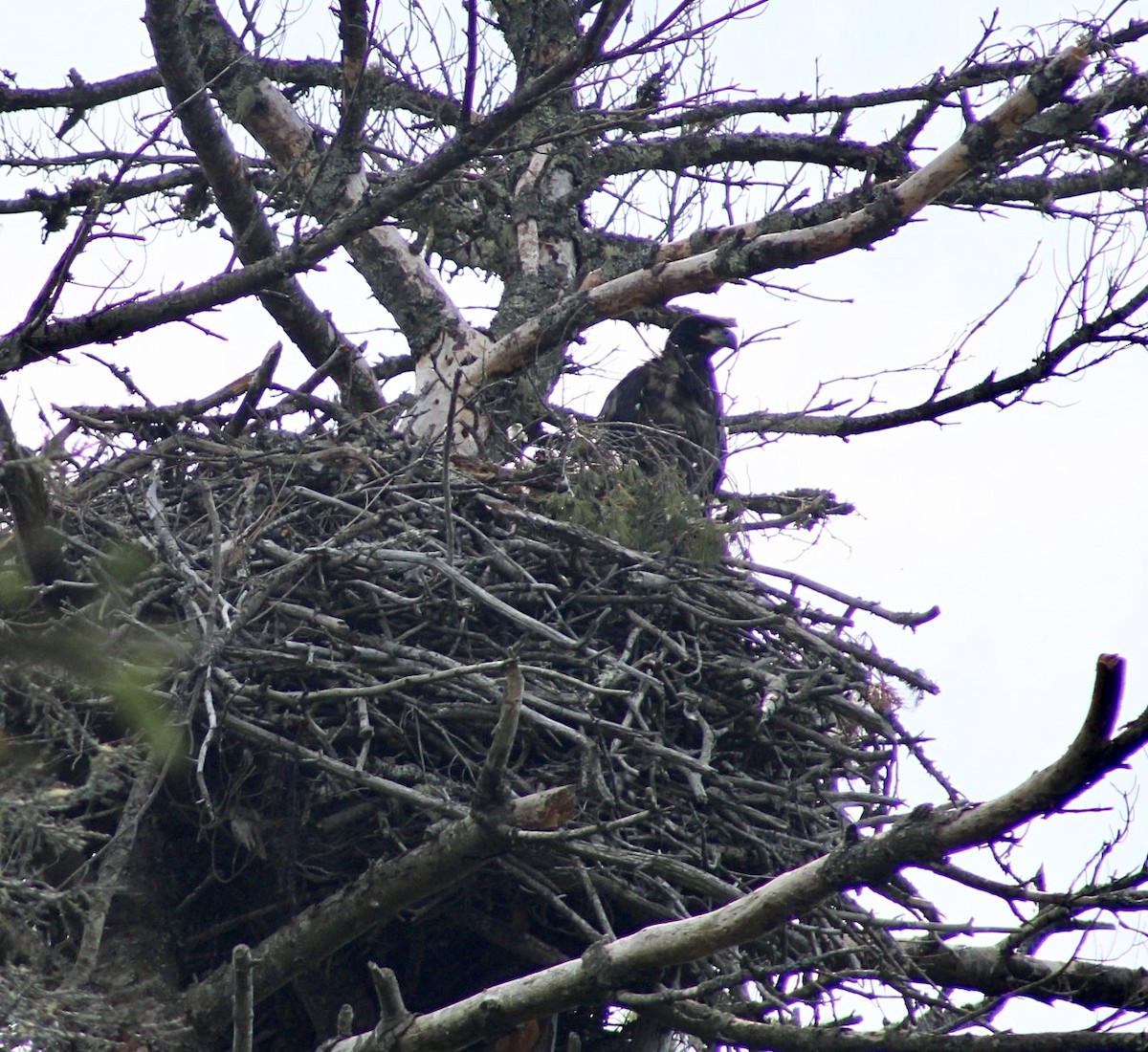 Bald Eagle - ML620838367