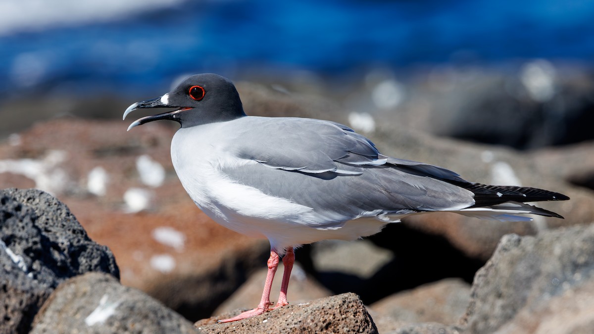 Swallow-tailed Gull - ML620838374