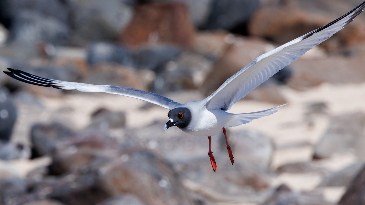 Swallow-tailed Gull - ML620838375