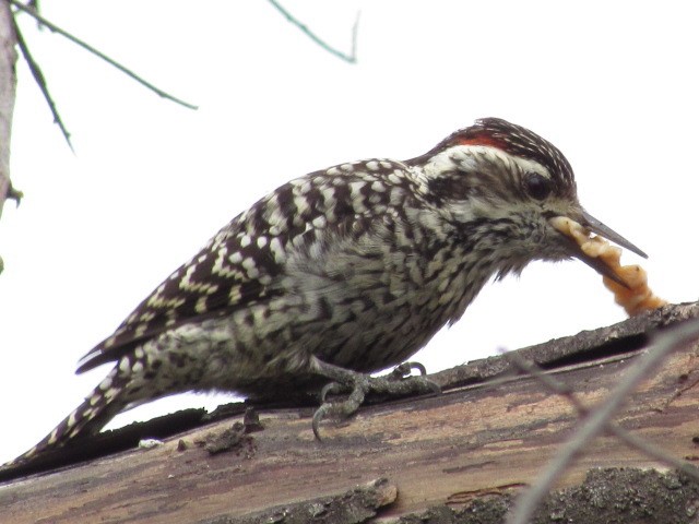 Checkered Woodpecker - ML620838439