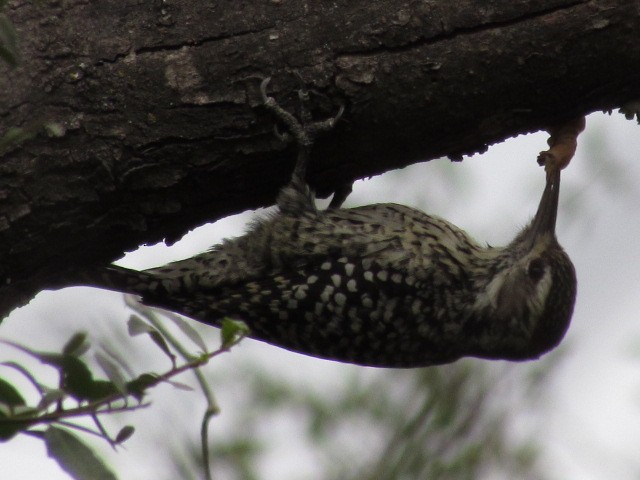 Checkered Woodpecker - ML620838440