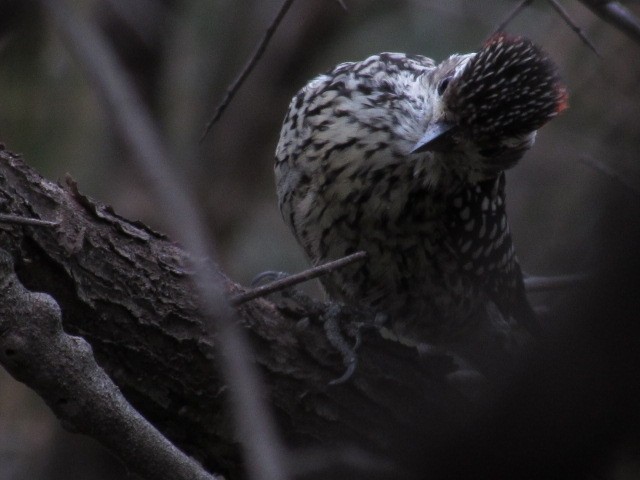 Checkered Woodpecker - ML620838441