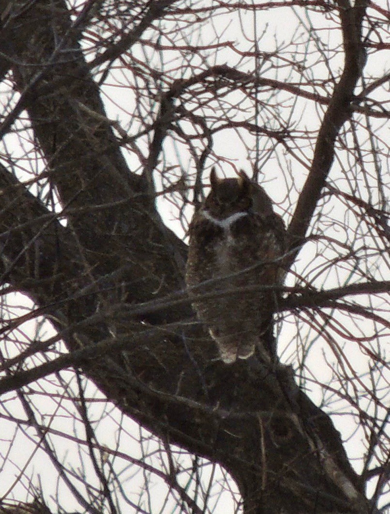 Great Horned Owl - ML620838445