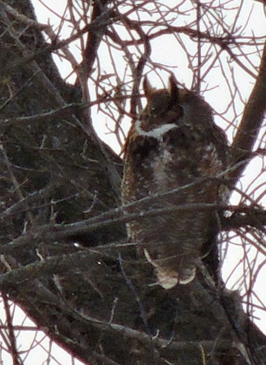 Great Horned Owl - ML620838446