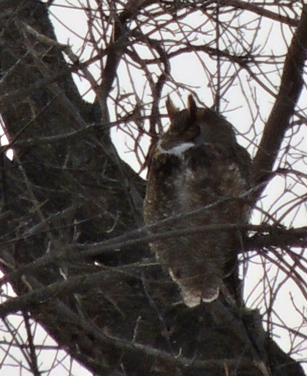Great Horned Owl - ML620838447