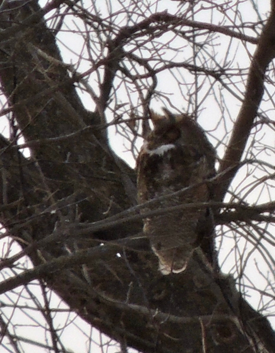 Great Horned Owl - ML620838448