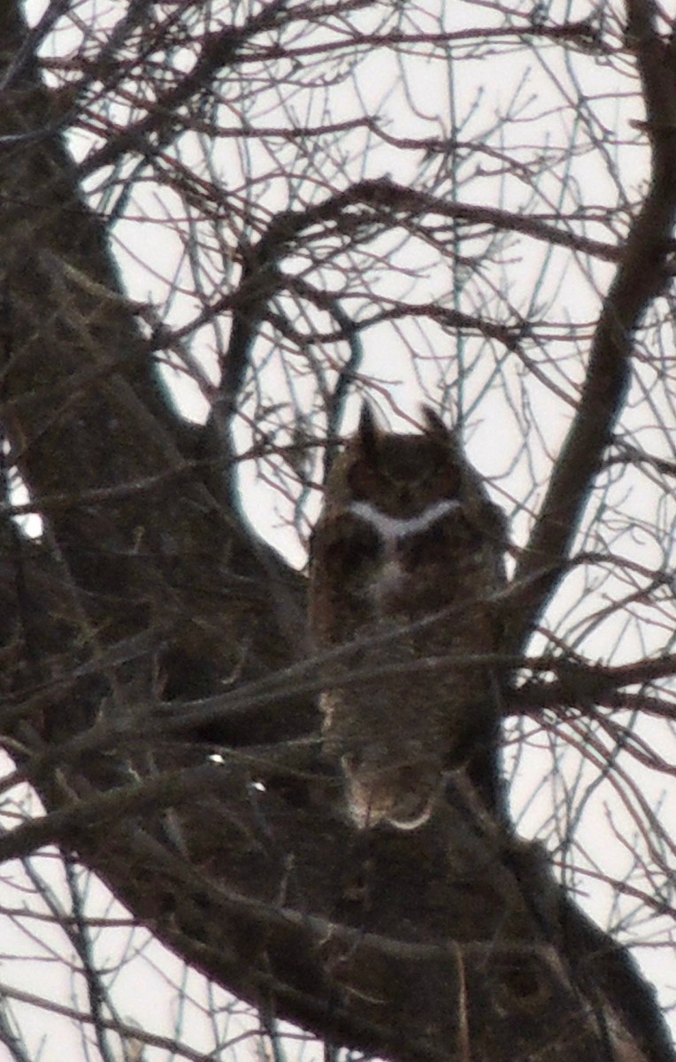 Great Horned Owl - ML620838449