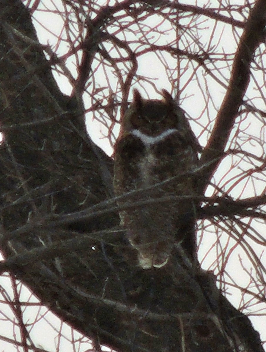 Great Horned Owl - ML620838450