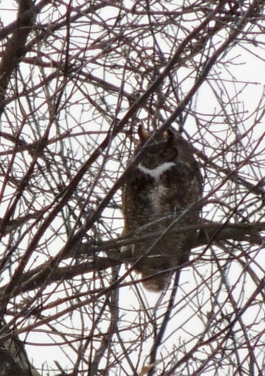 Great Horned Owl - ML620838451