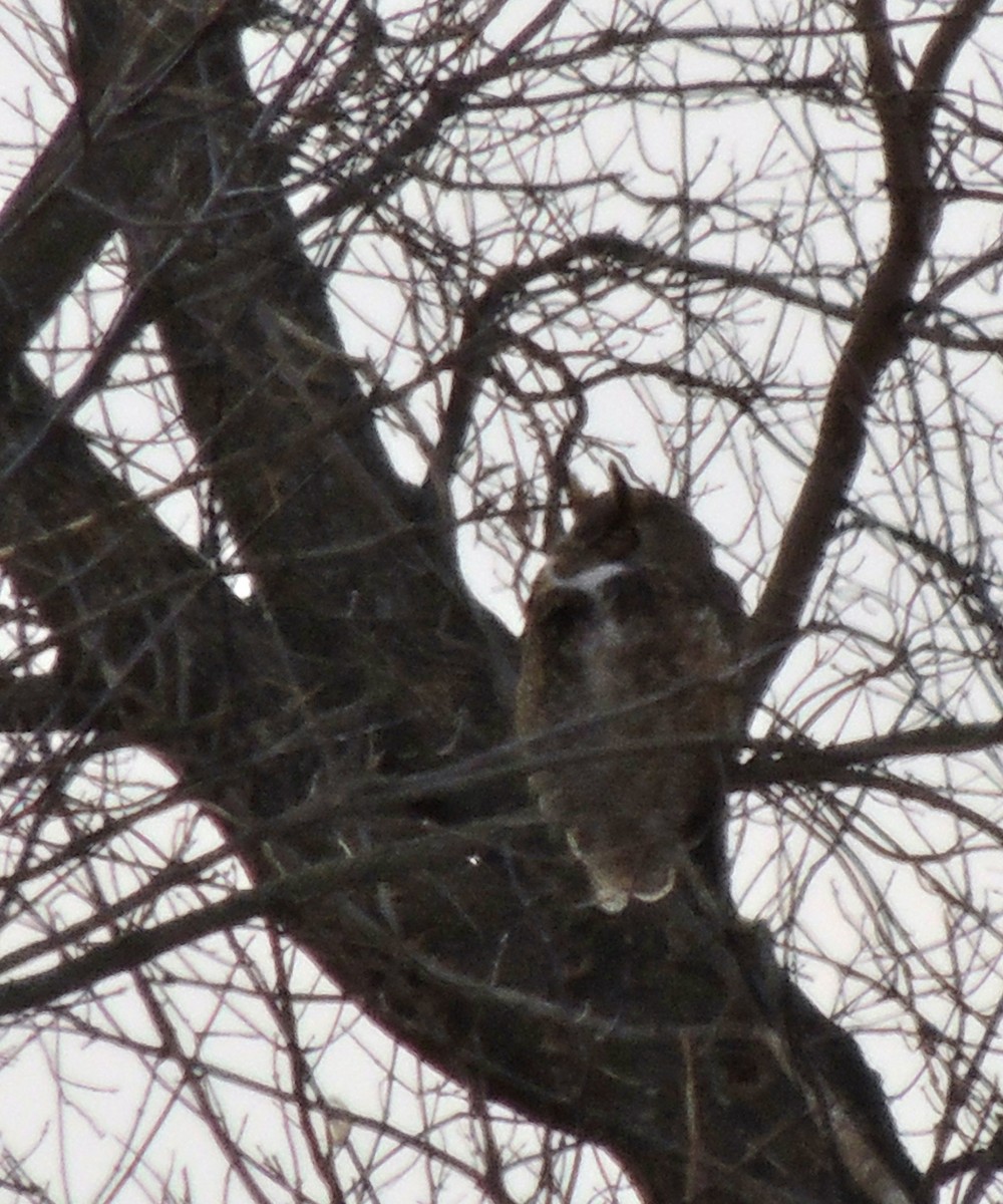 Great Horned Owl - ML620838452