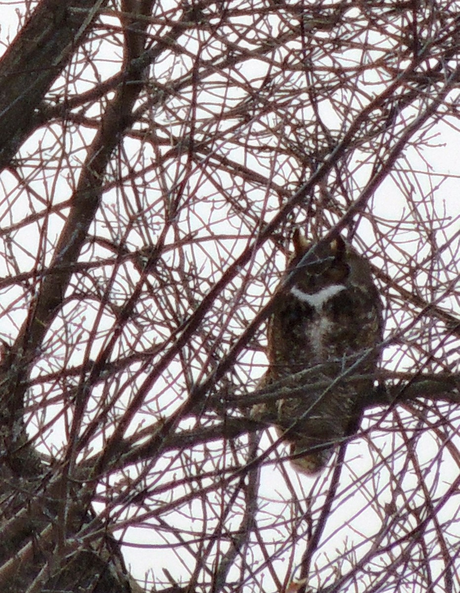 Great Horned Owl - ML620838453