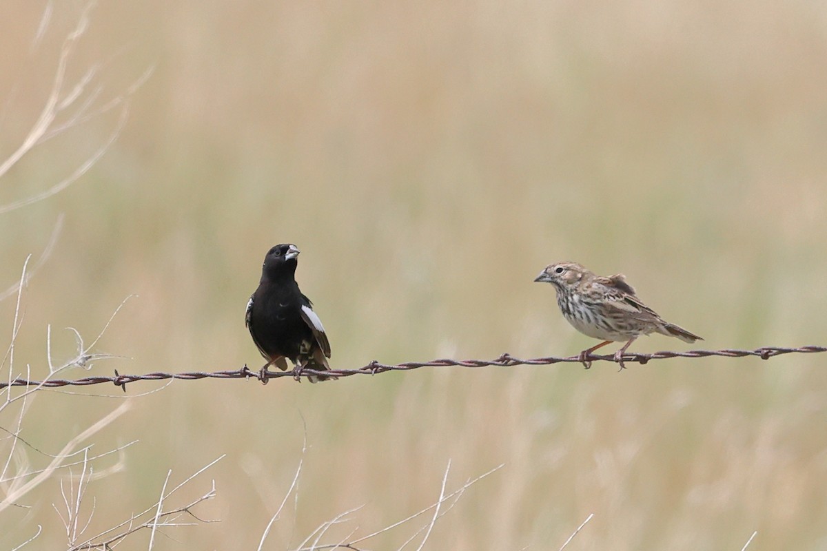 Lark Bunting - ML620838470