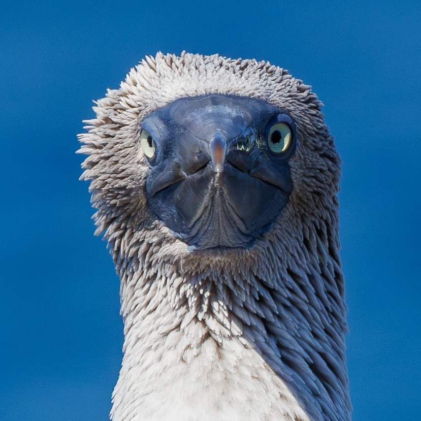 Blue-footed Booby - ML620838476