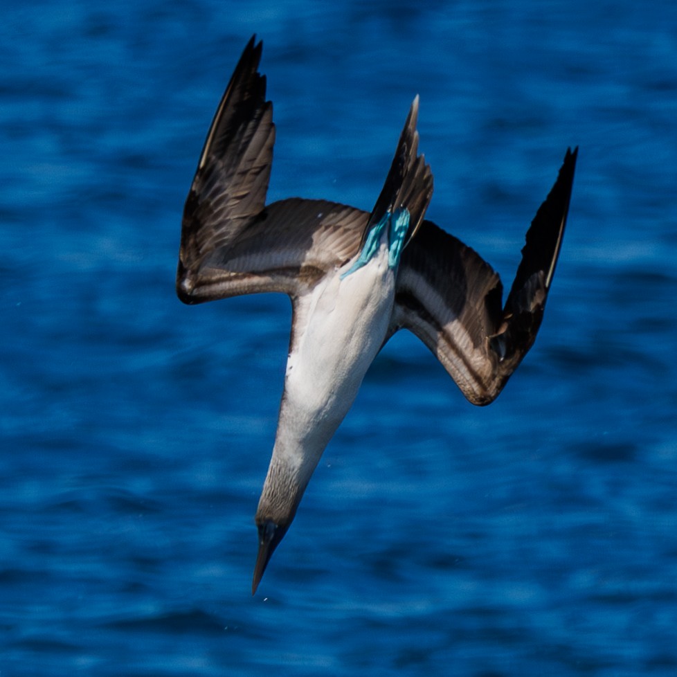 Blue-footed Booby - ML620838477