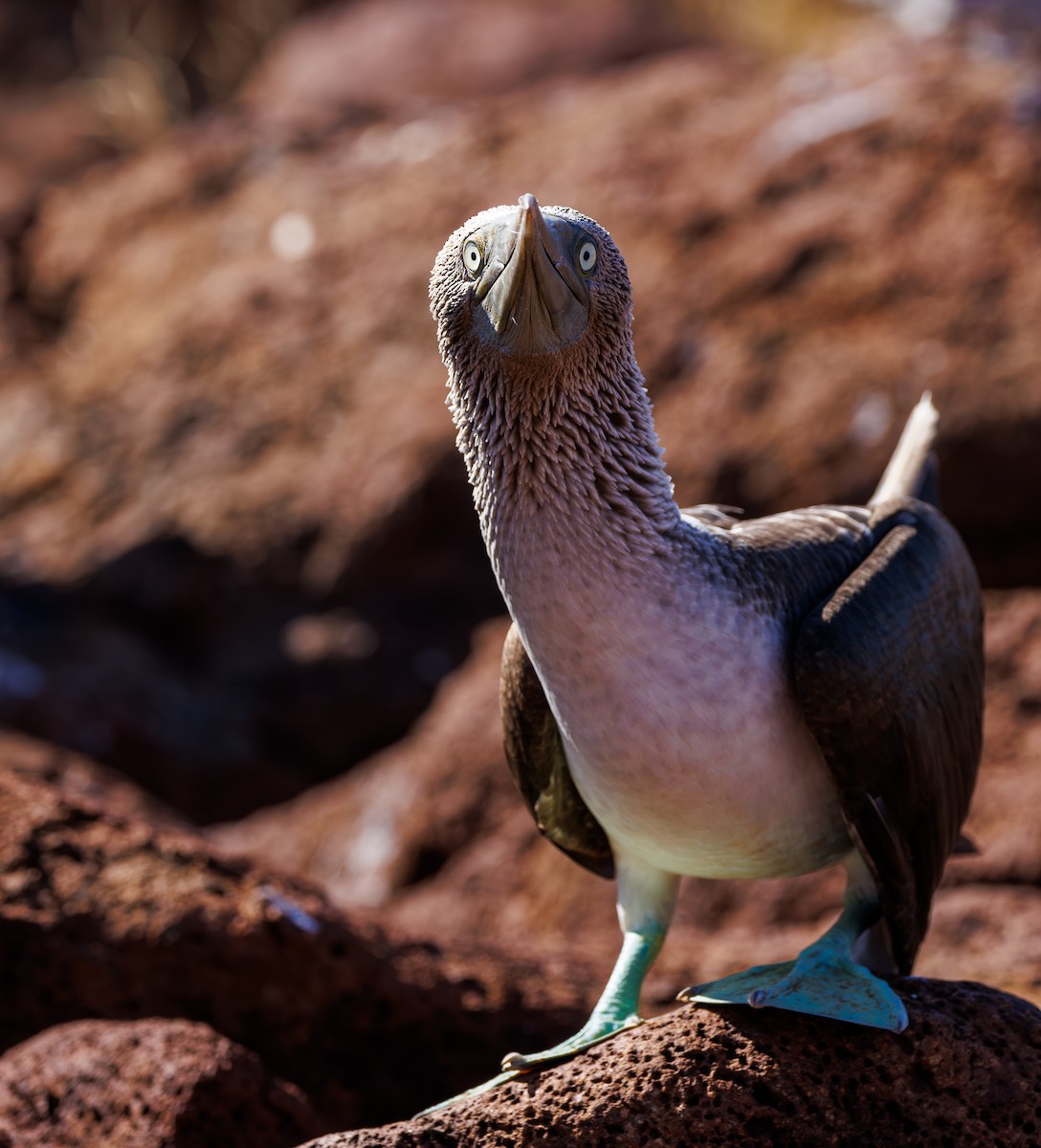 Blue-footed Booby - ML620838478