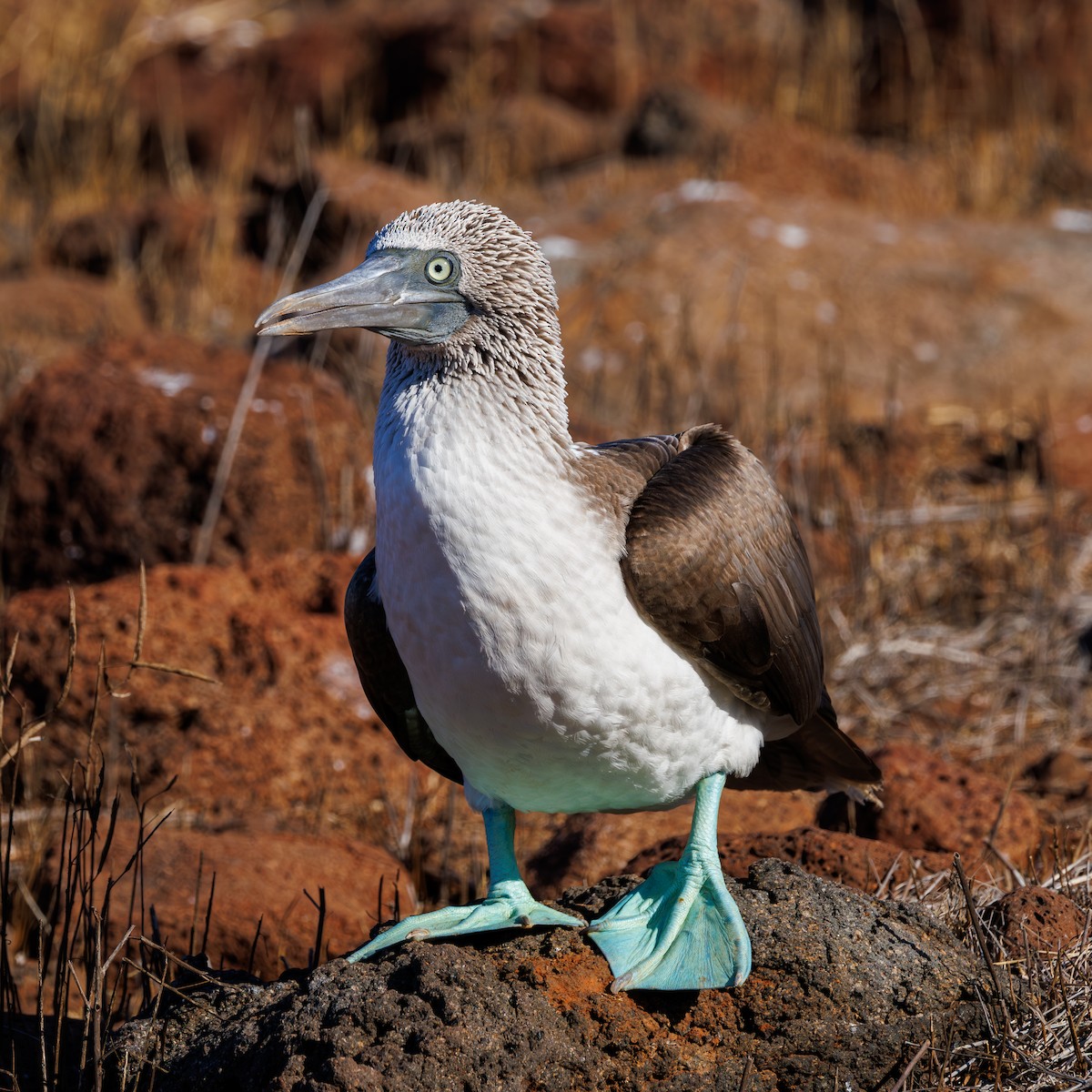 Blue-footed Booby - ML620838484