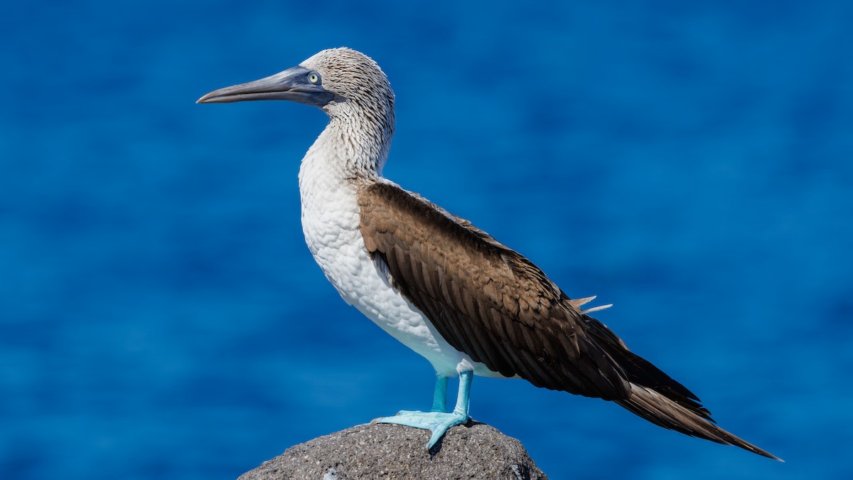 Blue-footed Booby - ML620838485