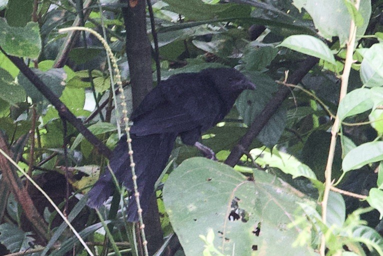 Lesser Black Coucal - ML620838503