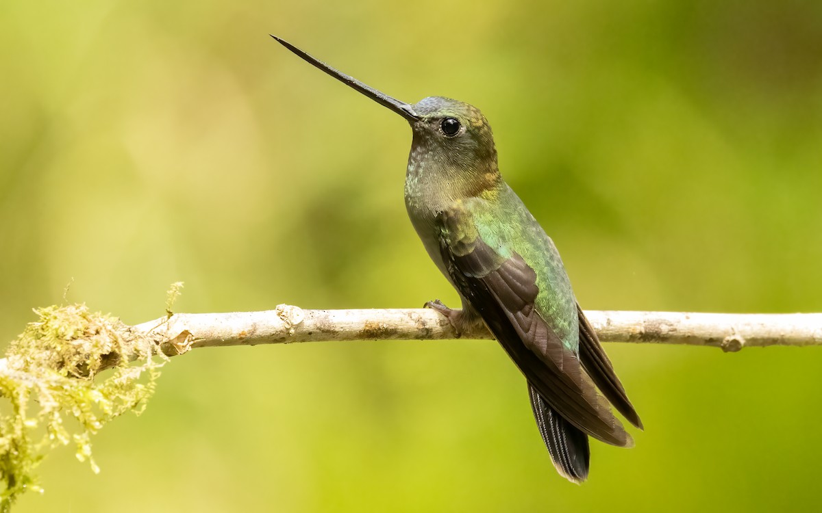 kolibřík zelenočelý - ML620838513