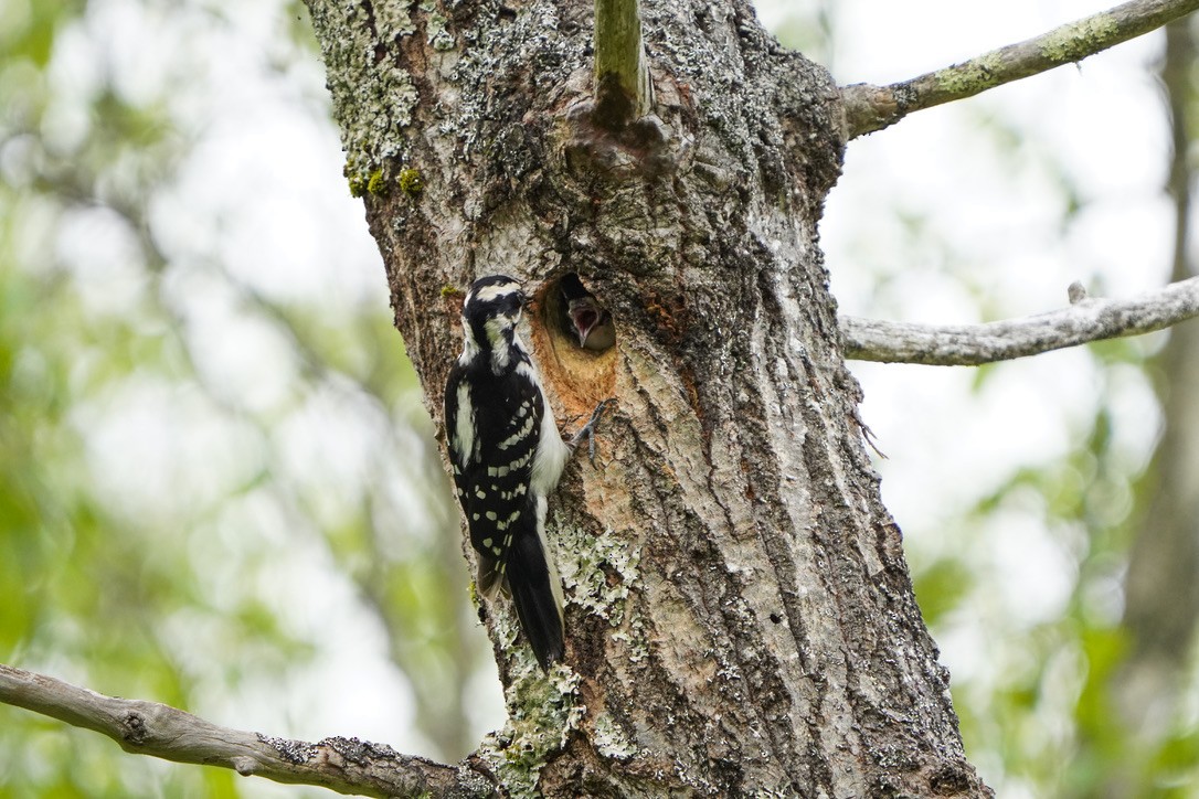 Hairy Woodpecker (Eastern) - ML620838515
