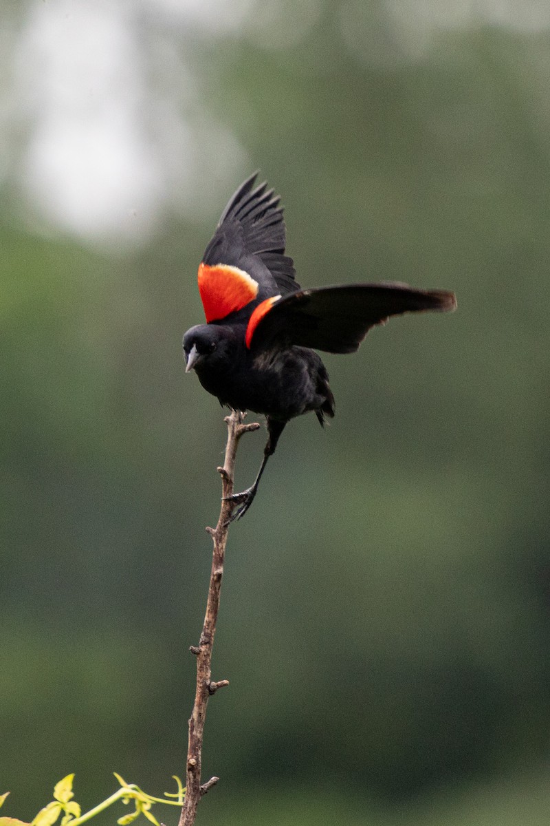 Red-winged Blackbird - ML620838527