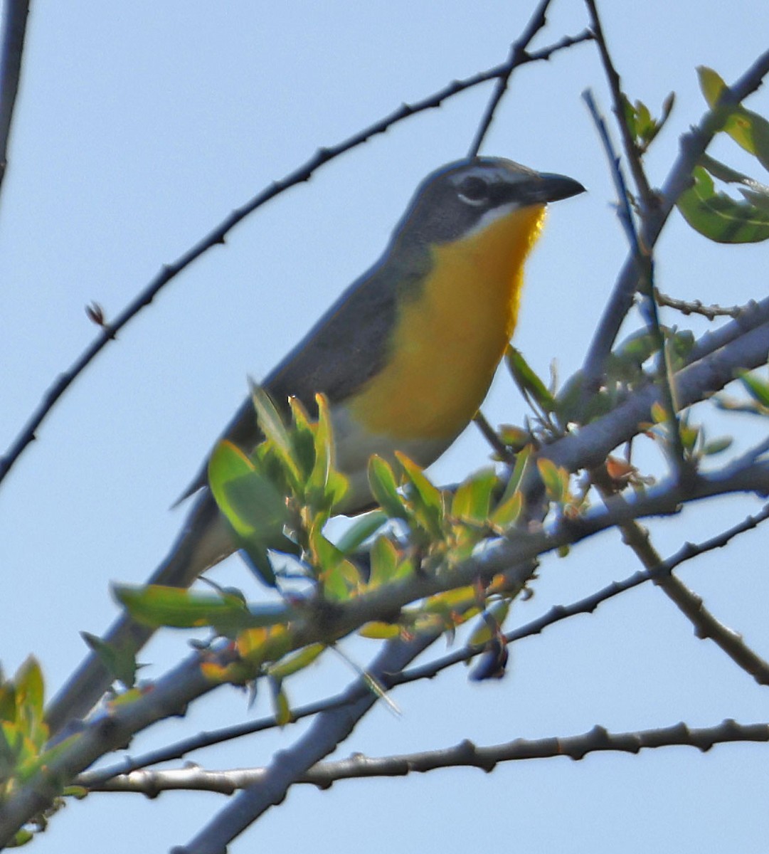 Yellow-breasted Chat - ML620838536