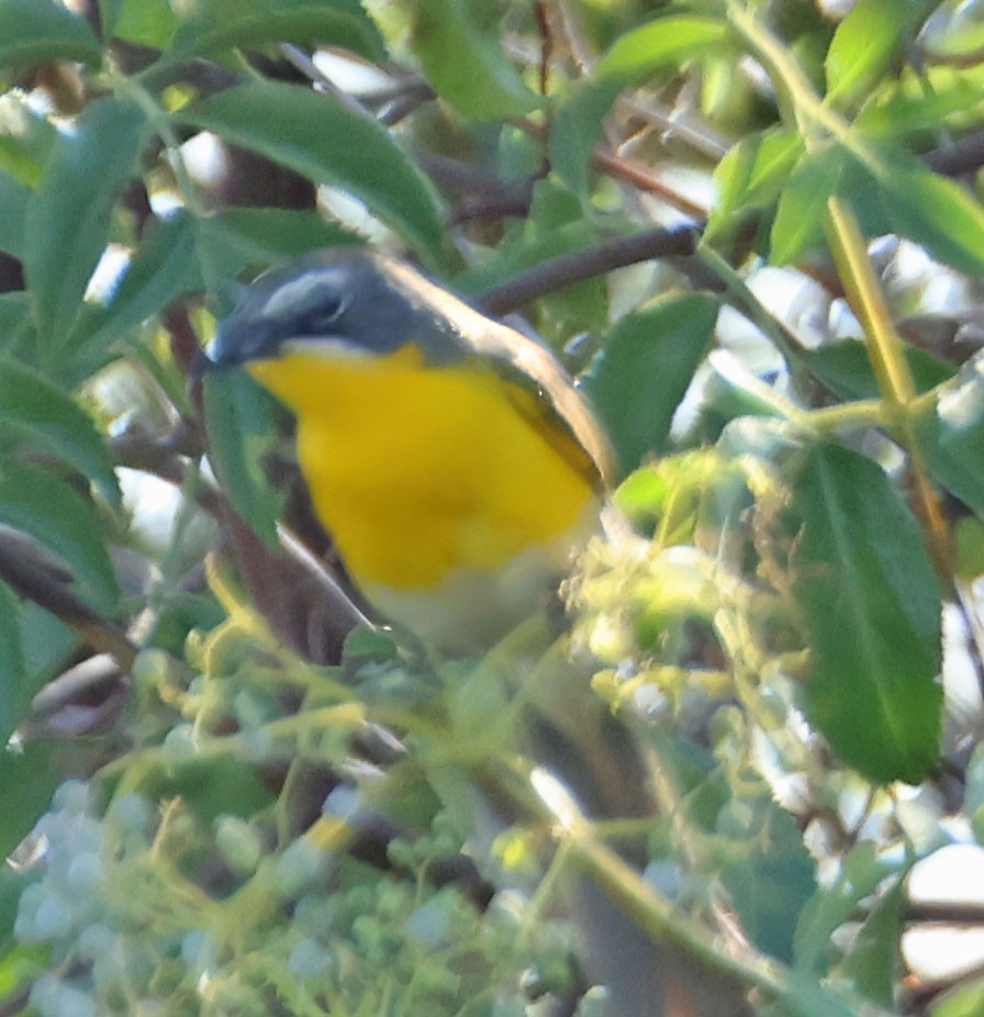 Yellow-breasted Chat - ML620838537