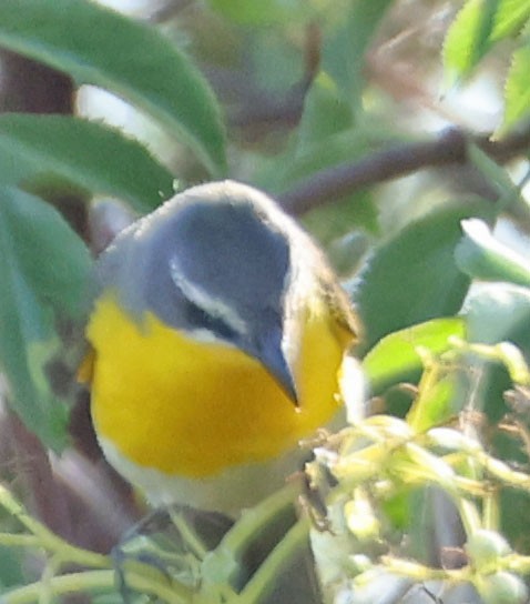 Yellow-breasted Chat - ML620838538