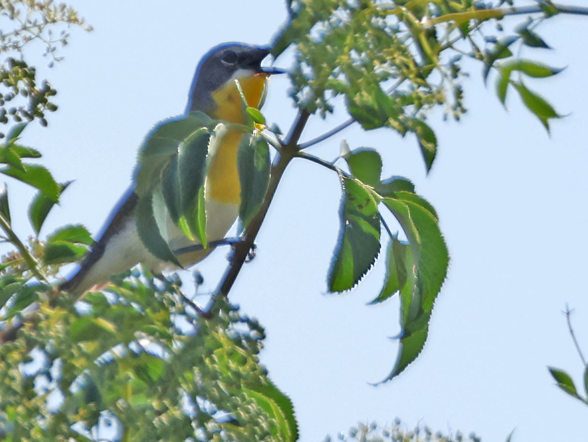 Yellow-breasted Chat - ML620838539