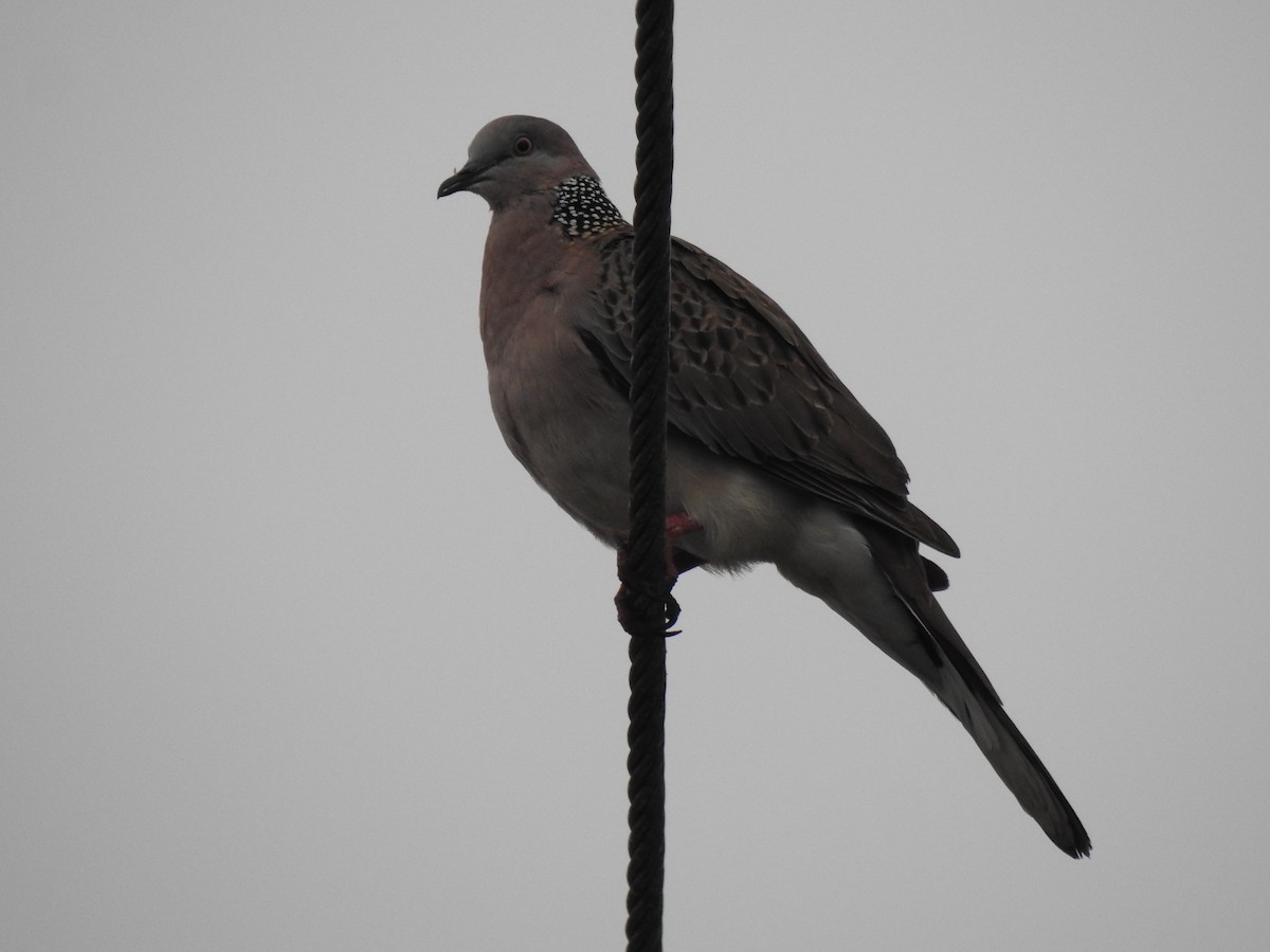Spotted Dove - ML620838568